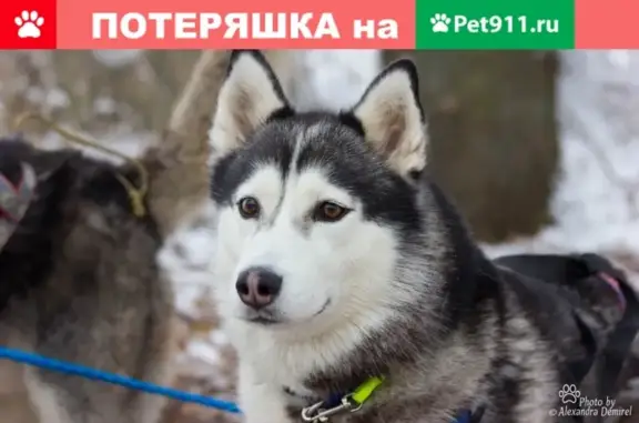 Пропала собака породы Хаски в Таганроге, район Сады (Радуга)