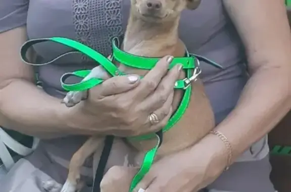 Пропала собака Бэлла в Шахтах, Ростовская область