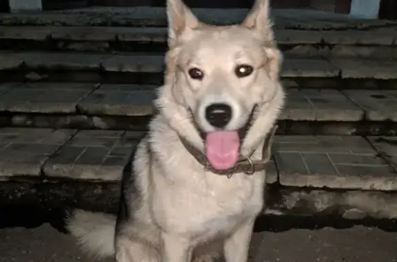 Найдена потерявшаяся собака в Апрелевке