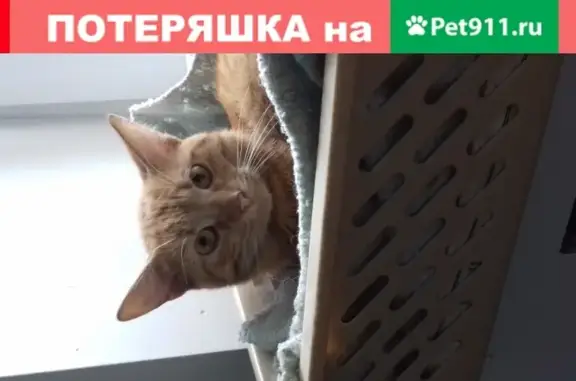 Найден рыжий кот на ул. Советская, д 53, Воронеж