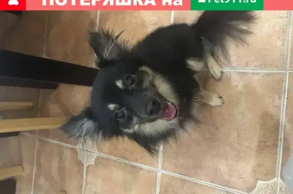 Найдена собака в Хорошово, Москва, адрес: Беговая ул. 26.08.