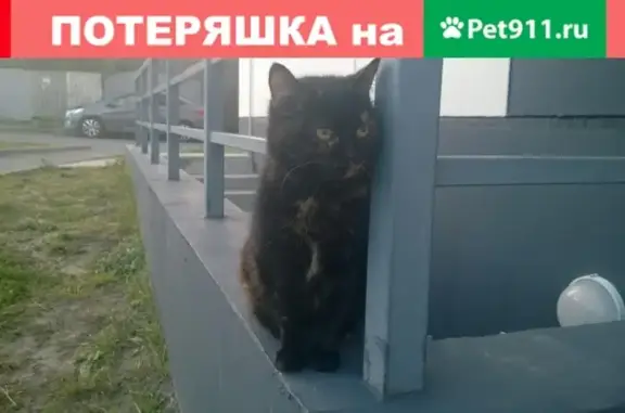 Найдена кошка в Петрозаводске на ул. Профсоюзов