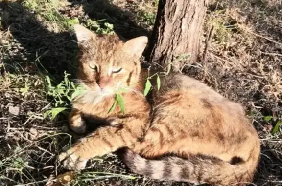 Найдена кошка в Белгороде