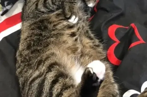 Кошки потеряшки, Ижевск, фото: Потеряшка кошка в СНТ КОЛОС(АВИАТОР), Ижевск