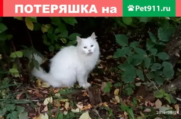 Найдена белая кошка на Ул. Ленина 183, нужна передержка