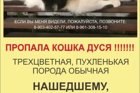 Пропала кошка на улице Фурмановская