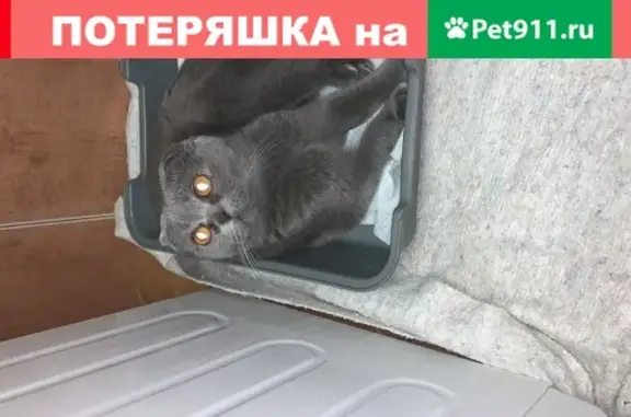 Пропала кошка Зума на улице Кореновская 21, Краснодар.