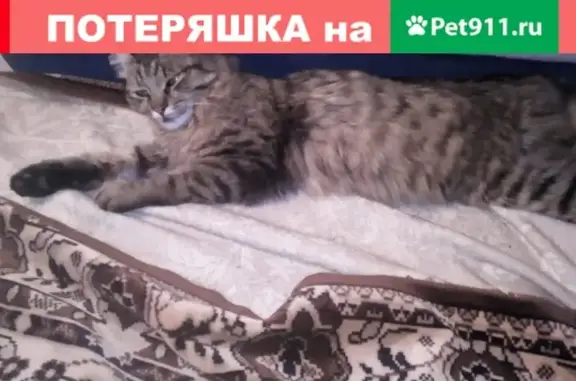 Найден сибирский кот на Олега Кошевого в Томске