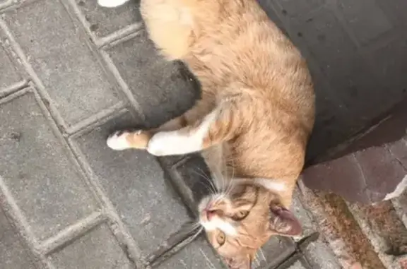 Найдена рыжая кошка на ул. Фокина, 195, Советский район.