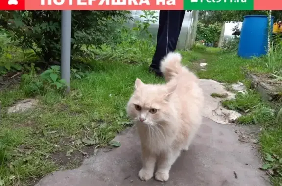 Персиковый кот найден в Нижнем Новгороде