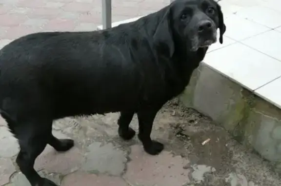 Найдена собака в Орехово-Зуево