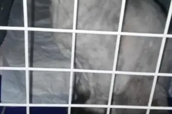 Найдена кошка в СПб Московском районе