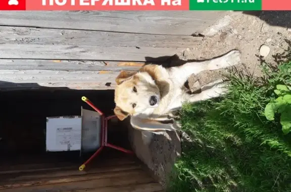 Пропала собака Тимоша в Кириллове, ул. Лелекова 21