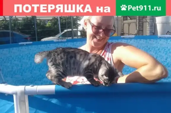Пропала кошка Васька, с. Новоживотинное, ул. Советская д.6а.