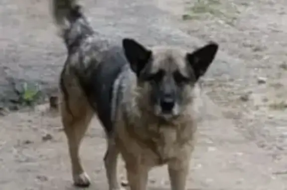 Собака Боня ищет хозяина в Кузьмоловском посёлке