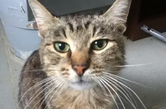 Найден котик на Деловая-Родионова, нужна помощь