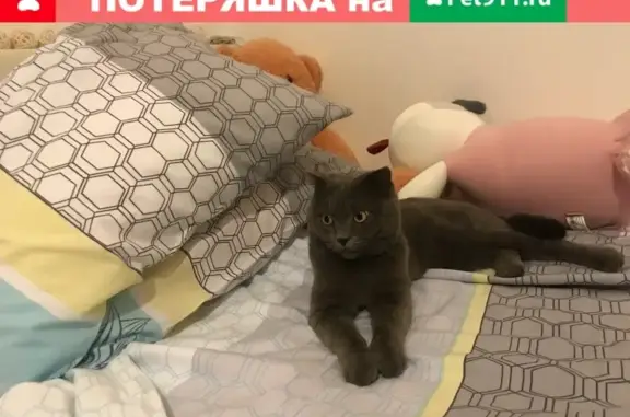 Найдена кошка Кот на Социалистической улице
