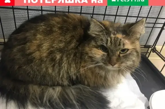 Найдена кошка в Дорохово, Московская область