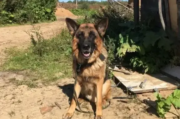 Найдена собака в Фрязино, ищет хозяев
