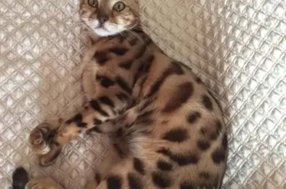 Объявления о пропавших и найденных животных, Волгоград, фото: Пропала Бенгальская кошка в Волгограде, Семь Ветров.