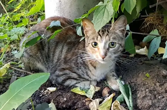 Найдена кошка на Челябинской, 11к4