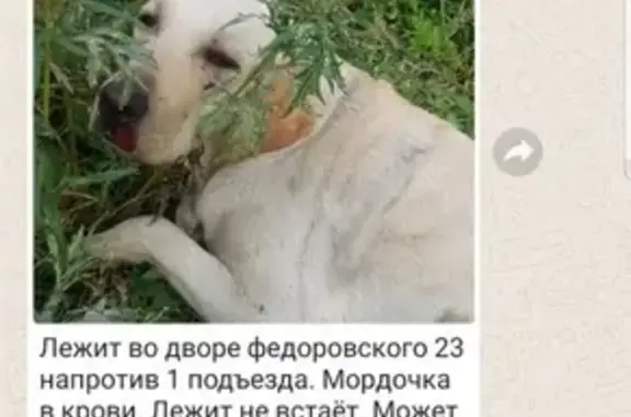 Найден травмированный пес в Норильске
