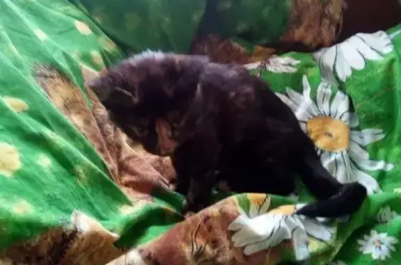 Найден котенок на Менжинского 15, ищем хозяина (ПЕРМЬ)