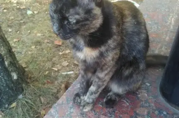 Кошки потеряшки, Москва, фото: Потеряшка кошка Маруся на Измайловском шоссе 17