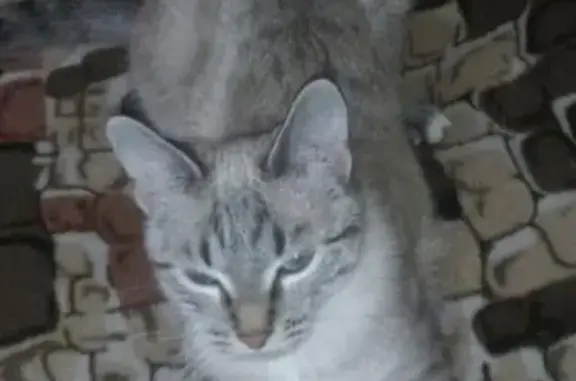 Кошки потеряшки, Ижевск, фото: Потеряшка кошка в Ижевске, жд район