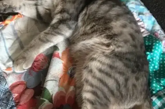 Найдена беременная кошка на улице Труда, Ленинский район, Омск