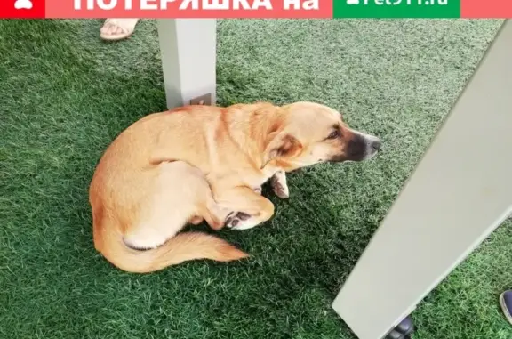 Найдена собака на Энергетиков 1* в Барнауле
