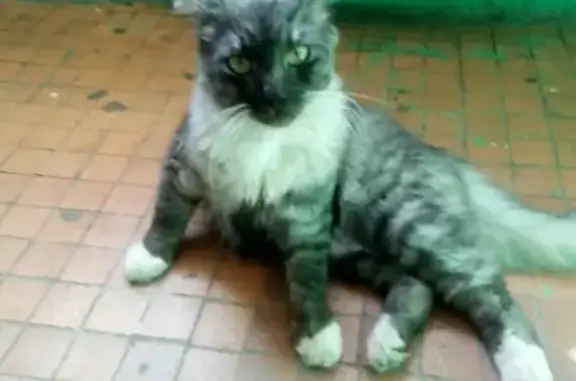 Найдена добрая кошка на ул. Бирюкова