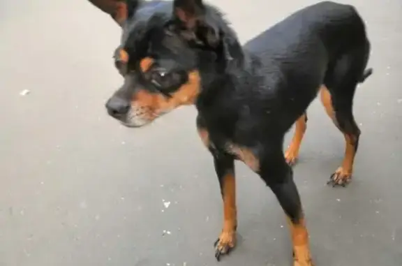 Найдена собака на Первомайской улице