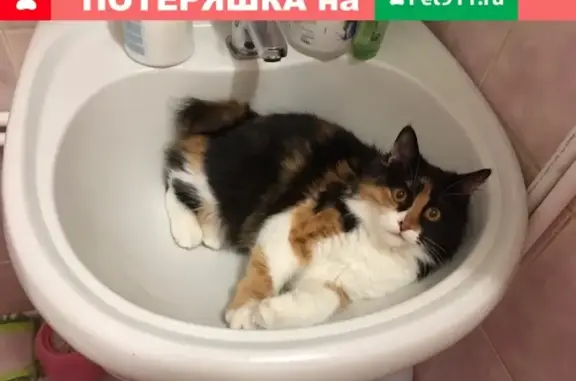 Пропала трёхцветная кошка без хвостика на Фурманова, Ростовская область