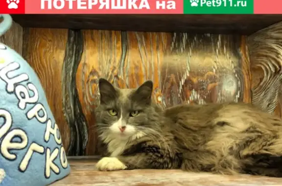 Кошки потеряшки, Москва, фото: Потеряшка кошка Марфа, адрес: Певческий переулок, 6