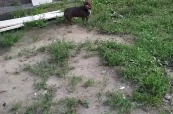 Найден пёс в старом городе, пытается запрыгнуть в машину в Обнинске