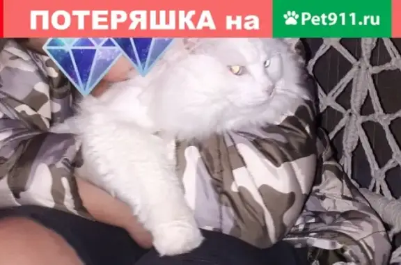 Пропала глухая кошка в Магнитогорске, поселок Зеленая Долина