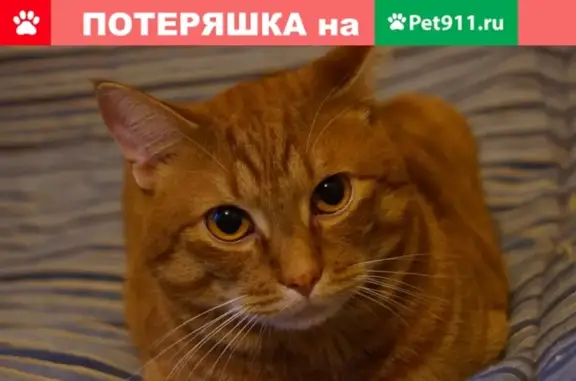 Пропала кошка по адресу Лесная 26, Красноярск