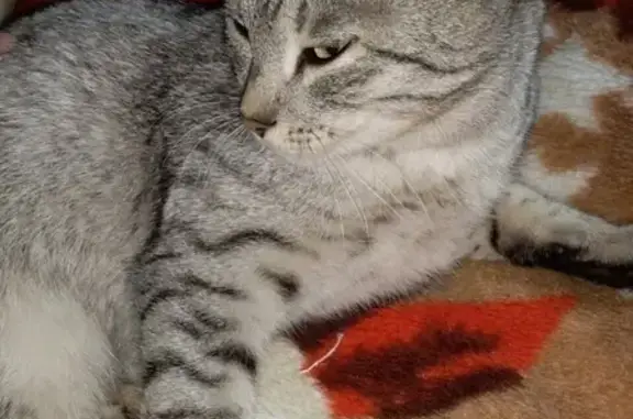 Найдена молодая кошка в снт. Солнечный, Красноярск