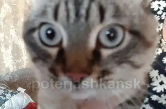 Найдена кошка на улице Орджоникидзе, нужна помощь