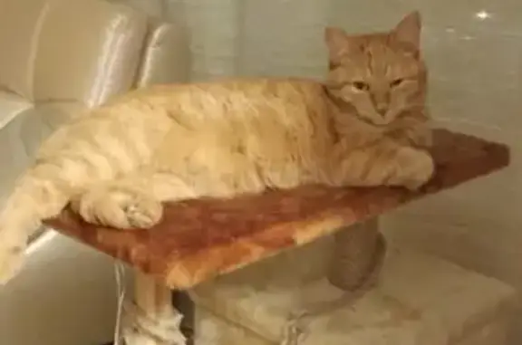 Кошки потеряшки, Москва, фото: Потеряшка кошка на улице Римского-Корсакова, Москва