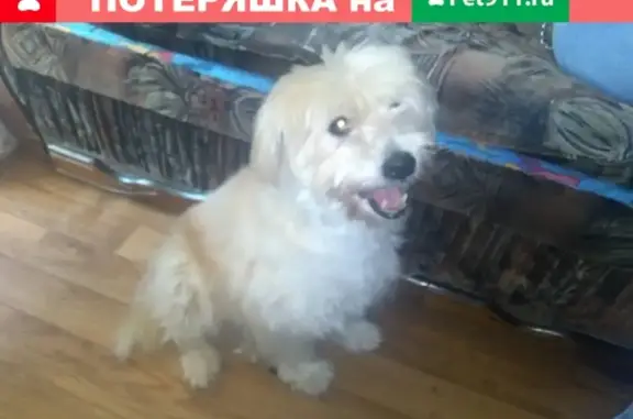 Найдена собака в ошейнике Красногорск, Московская обл.