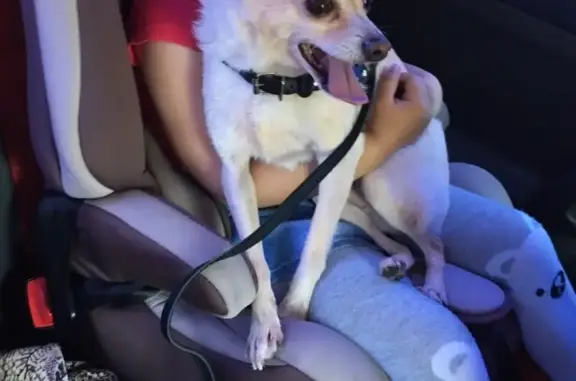 Собаки потеряшки, поселок городского типа Юргамыш, фото: Потеряшка собака в Курганской области, Ченеево, требуется помощь!