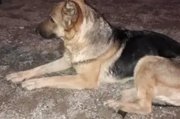 Найдена собака с опухолью и ортритом в Иркутске