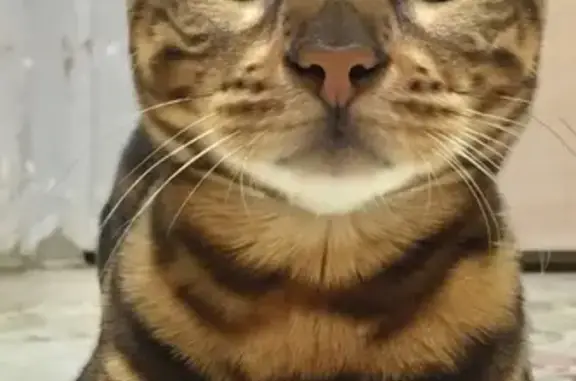 Потерянные животные Набережные Челны, фото: Пропал кот Тигра, Набережные Челны, 47/10, вознаграждение
