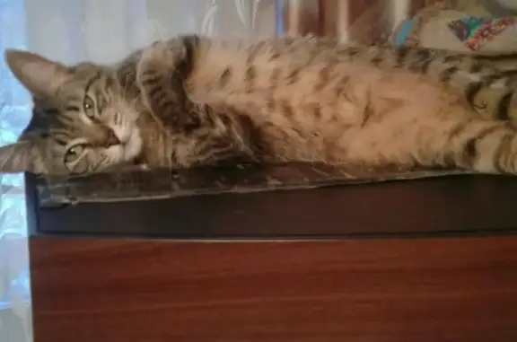 Пропала кошка Бася в Солнечном микрорайоне, Видное