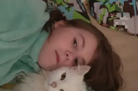 Кошки потеряшки, Санкт-Петербург, фото: Потеряшка кошка Кися в ЖК Рай в Шалаше, Сестрорецк