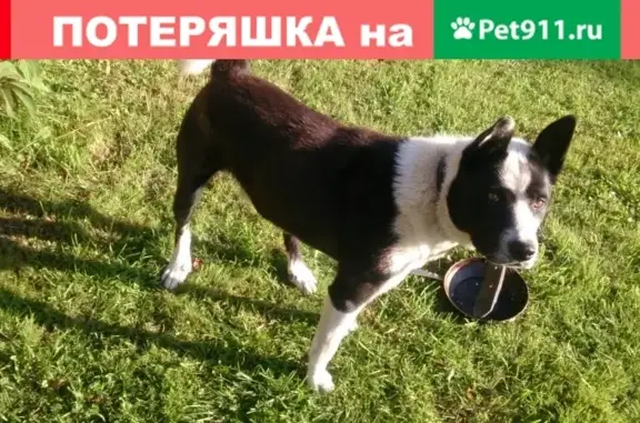 Найдена собака в деревне Новоерохино