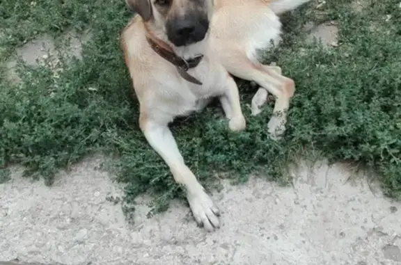 Найдена ласковая собака в Саратове, Заводской район