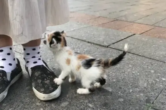 Найдена кошка на Чистых прудах, Москва